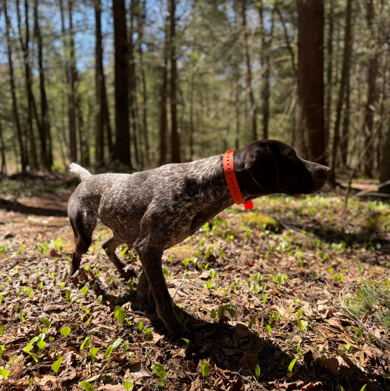 Field Dog Collar — Durable Everyday Collar