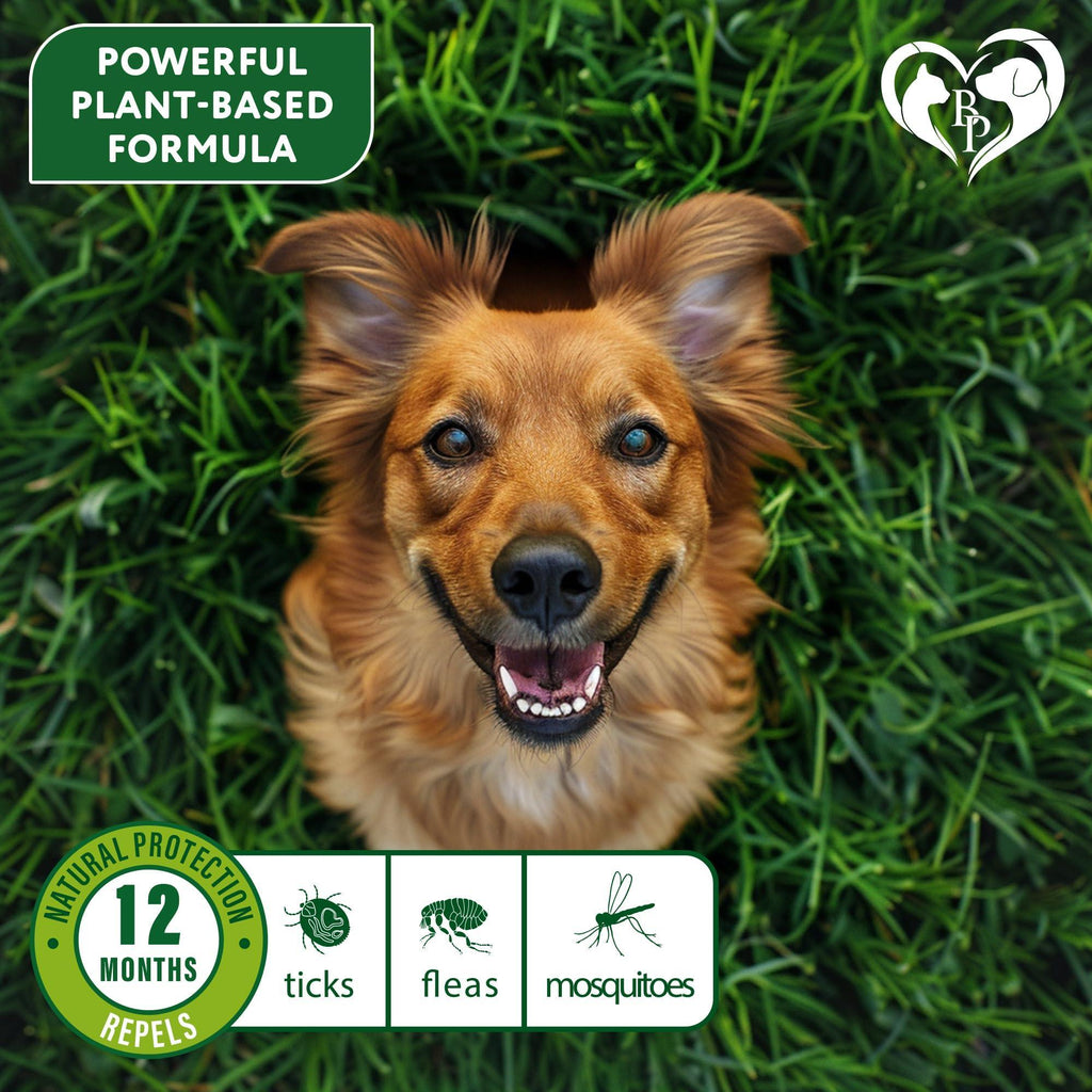 Flea & Tick Collar for Dogs — 6-Month Protection, 2-Pack