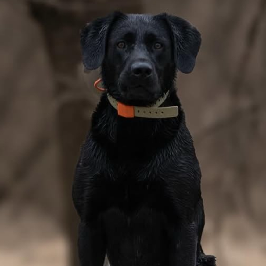 Field Dog Collar — Durable Everyday Collar