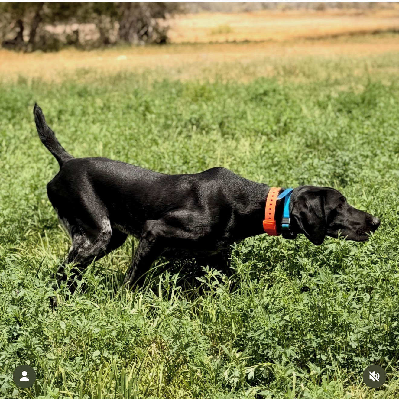 Field Dog Collar — Durable Everyday Collar