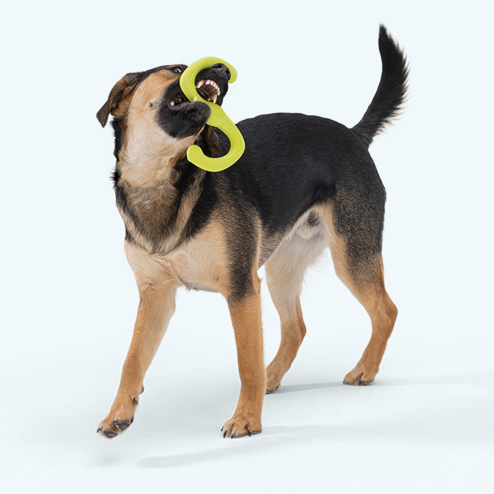 Bumi Stretchy Tug Toy for Dogs