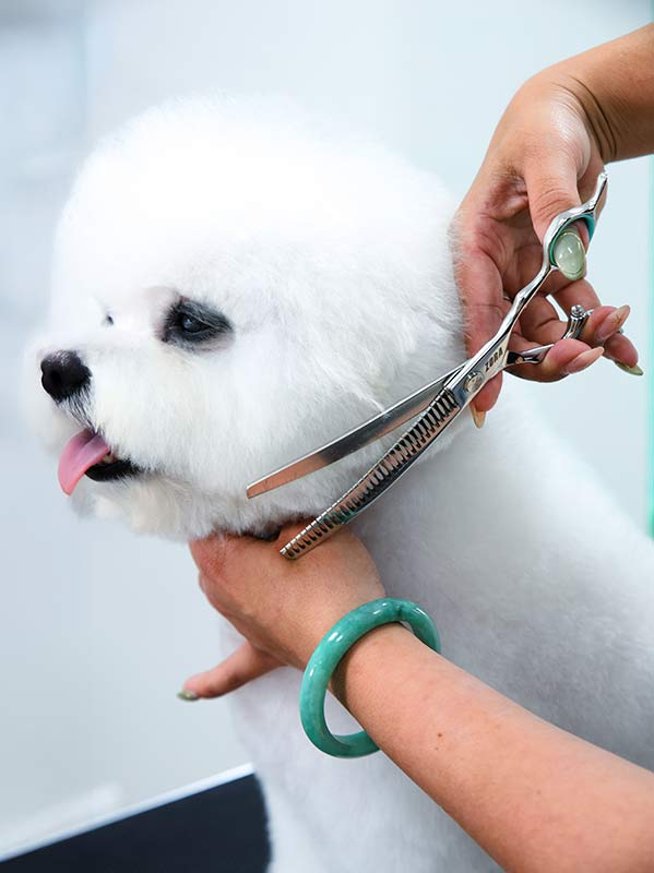 Curved Blending Shear for Dogs & Cats