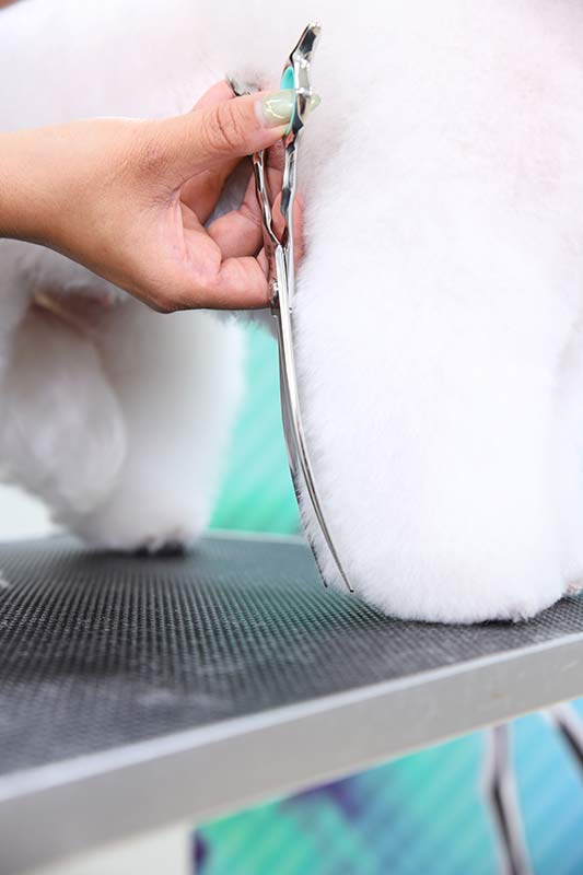 Curved Grooming Shear for Dogs & Cats