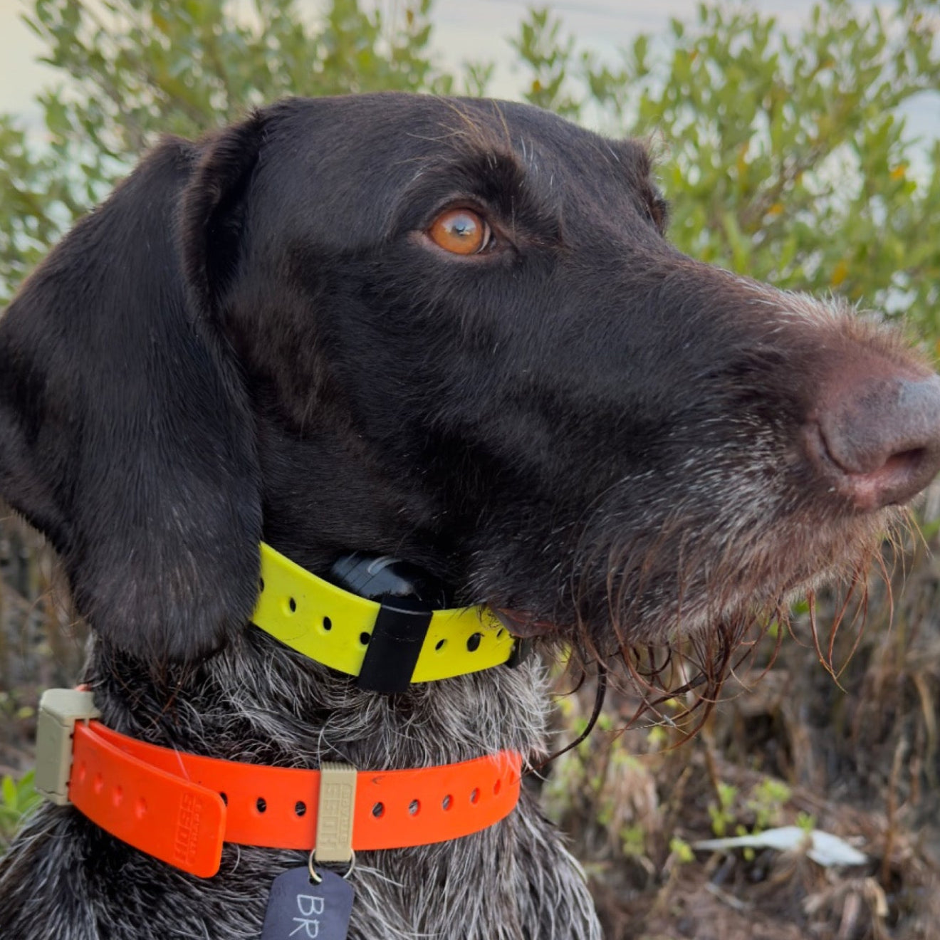 Field Dog Collar — Durable Everyday Collar