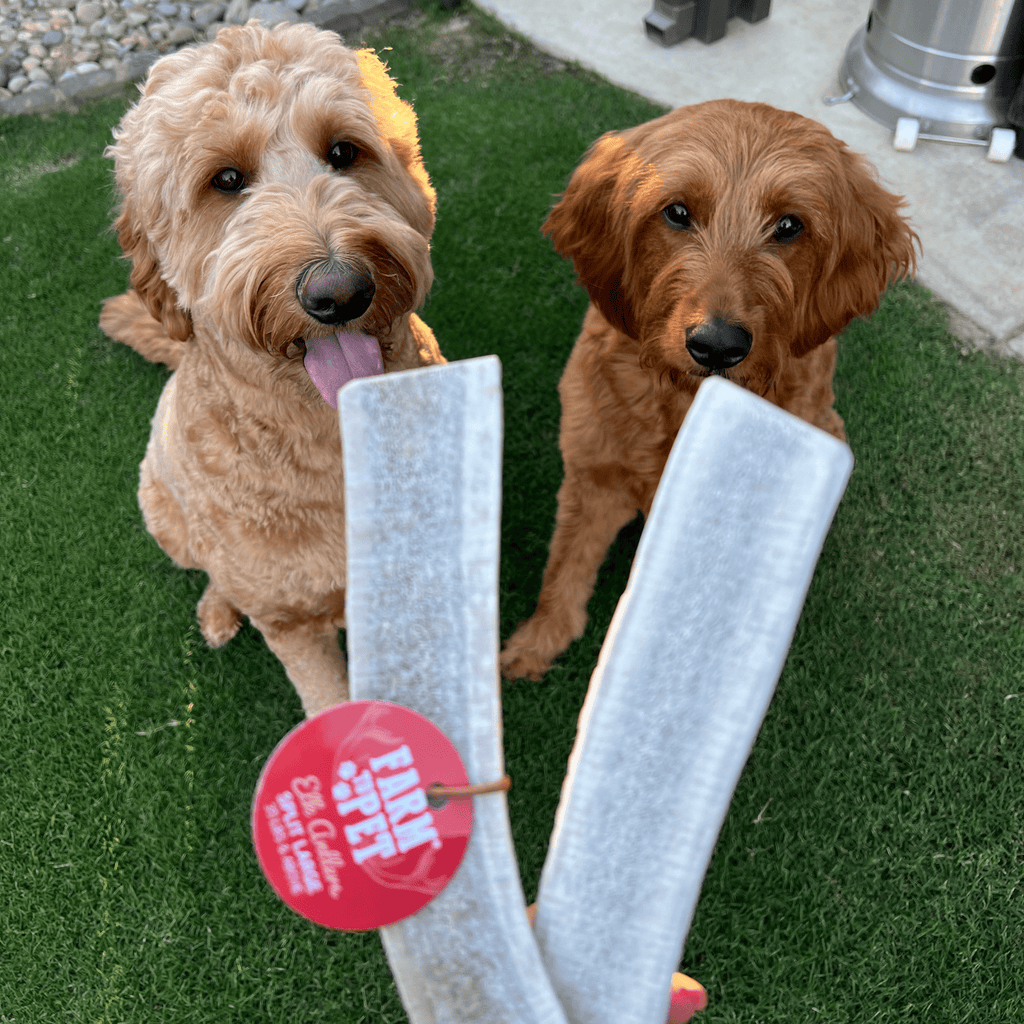 All-Natural Elk Antler Chews for Dogs