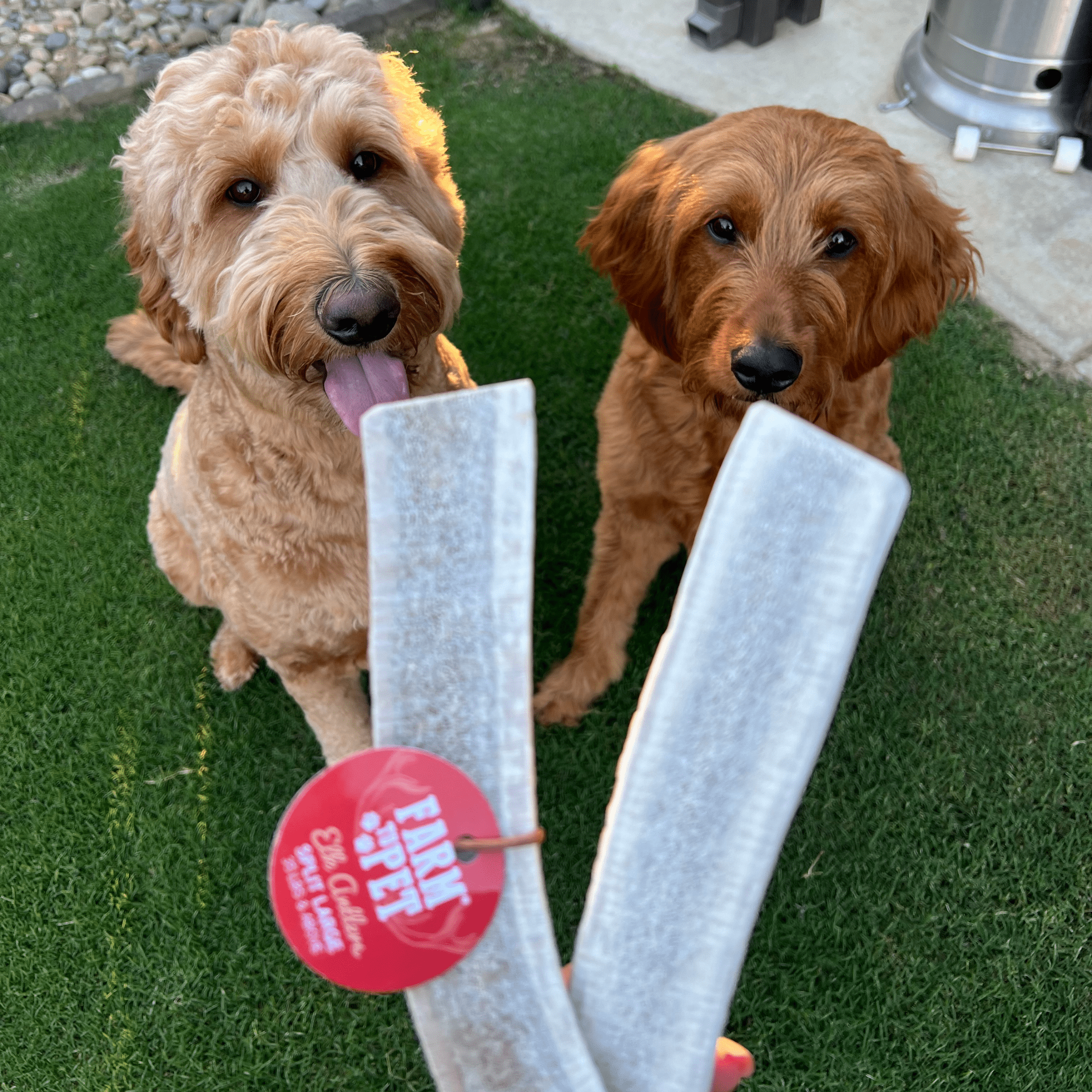 All-Natural Elk Antler Chews for Dogs
