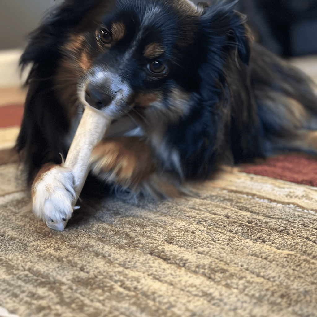 All-Natural Elk Antler Chews for Dogs