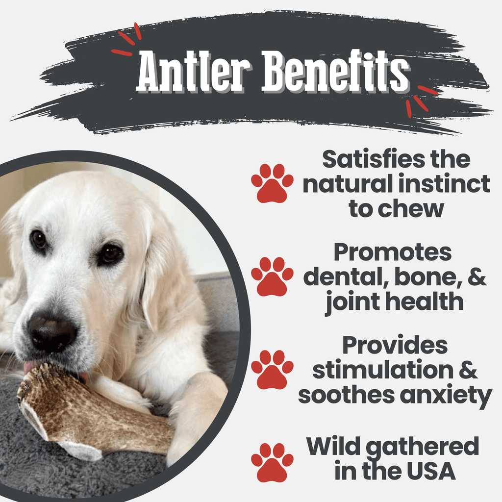 All-Natural Elk Antler Chews for Dogs