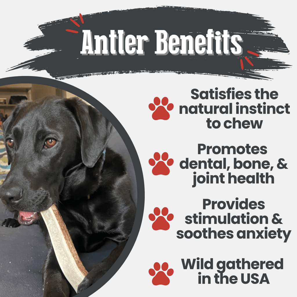 All-Natural Elk Antler Chews for Dogs