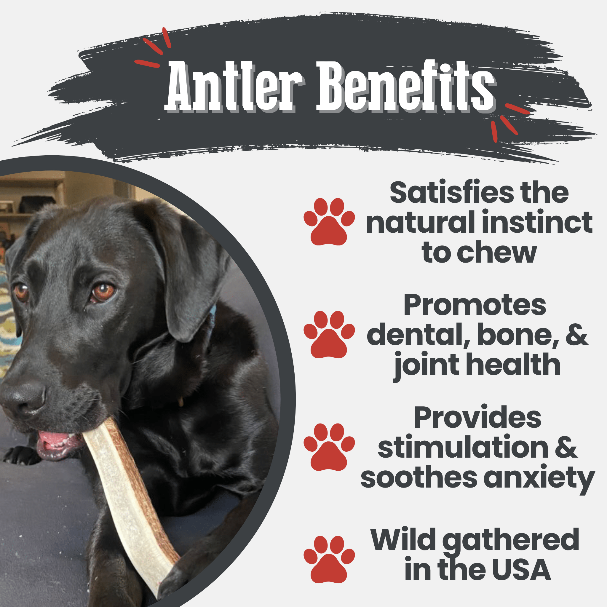 All-Natural Elk Antler Chews for Dogs