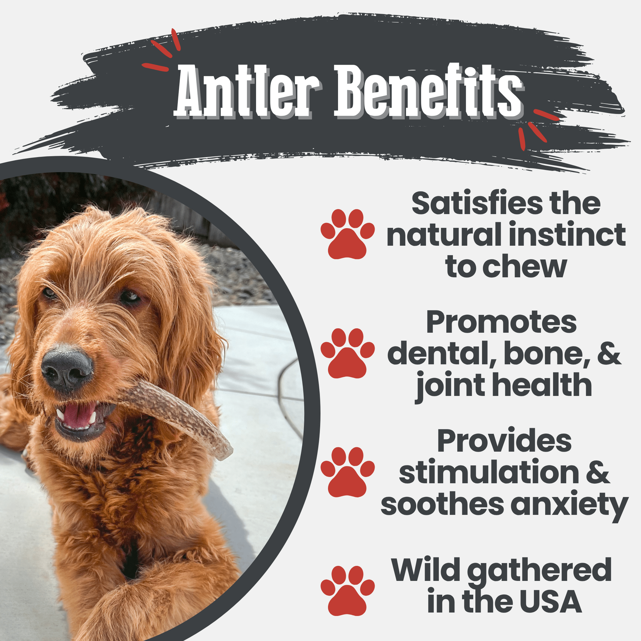 All-Natural Elk Antler Chews for Dogs