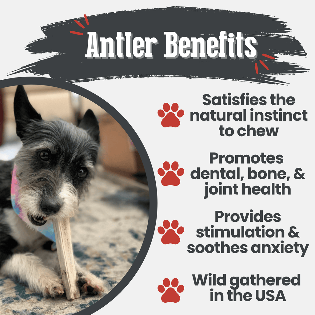 All-Natural Elk Antler Chews for Dogs