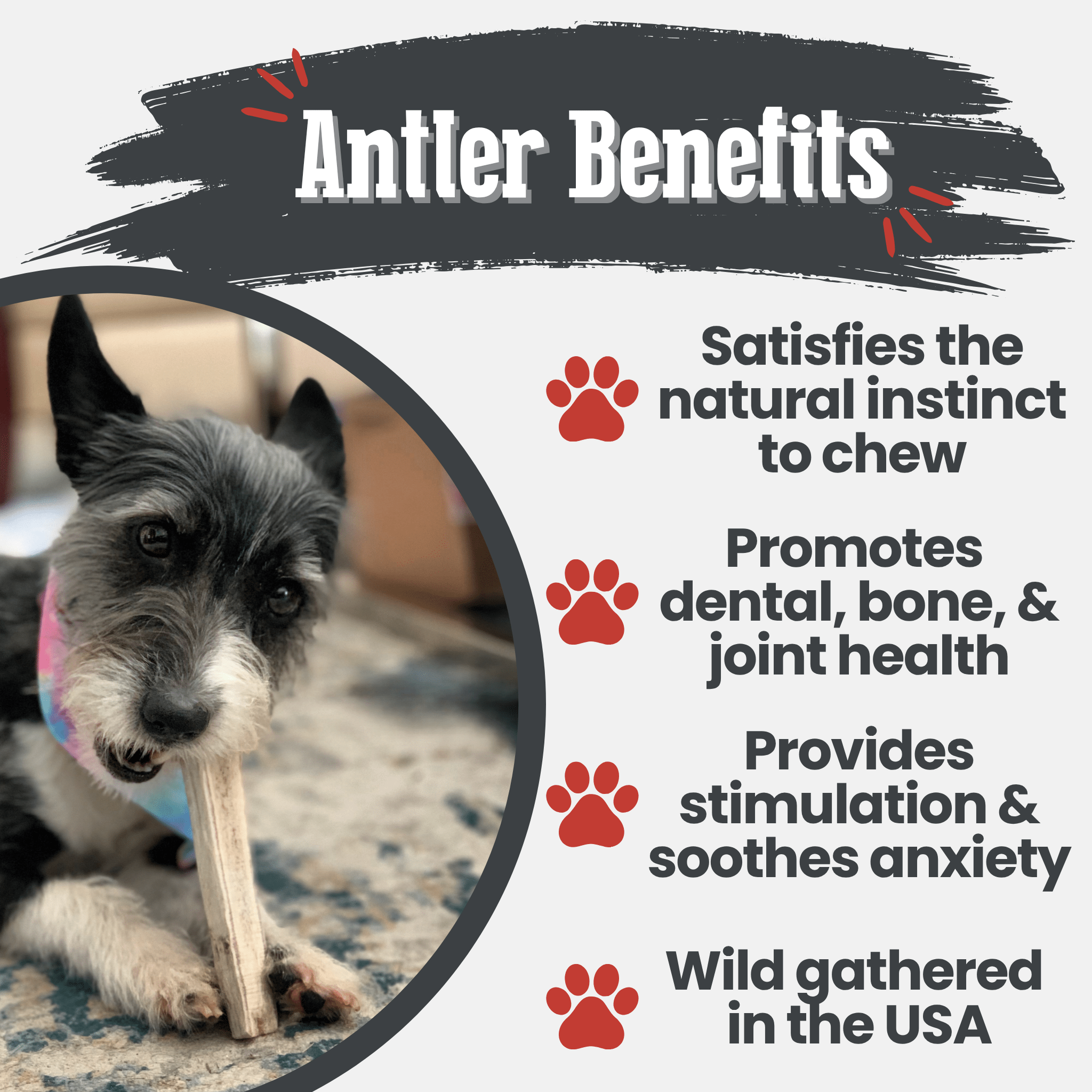 All-Natural Elk Antler Chews for Dogs