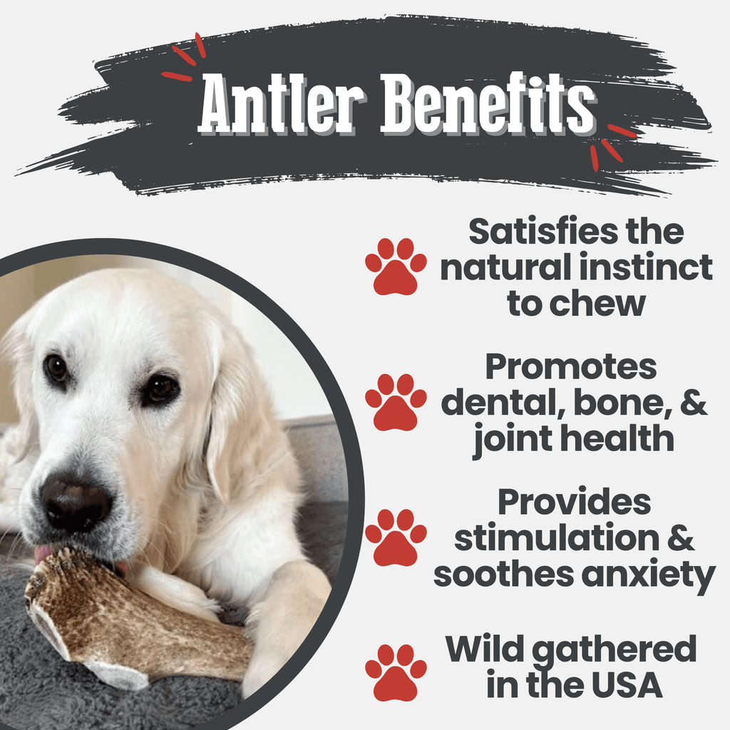 All-Natural Elk Antler Chews for Dogs