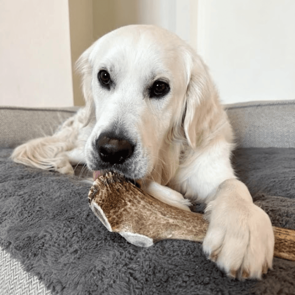 All-Natural Elk Antler Chews for Dogs