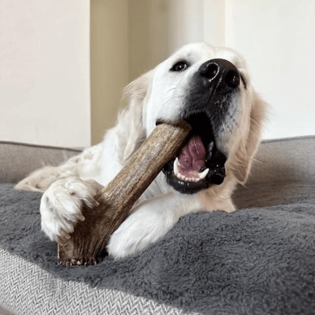All-Natural Elk Antler Chews for Dogs
