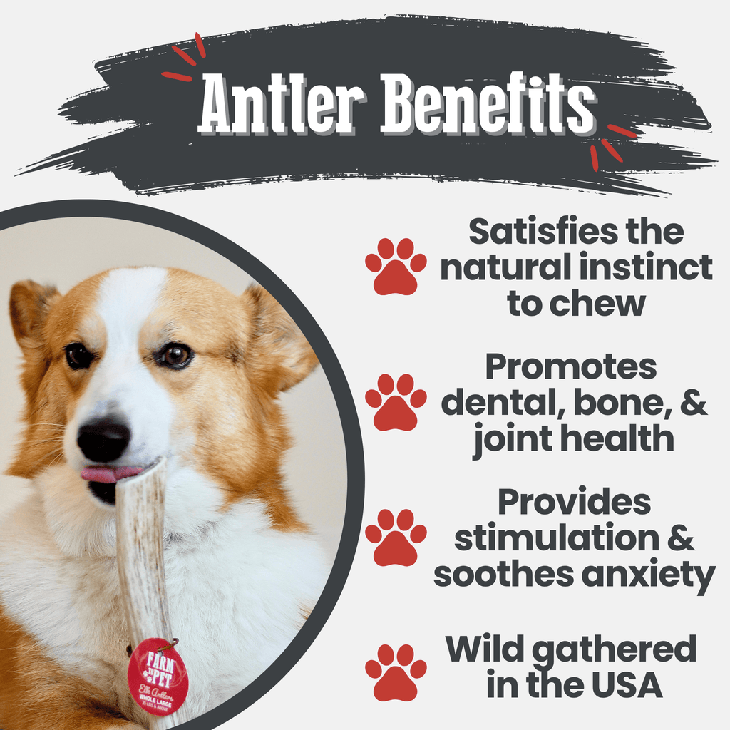 All-Natural Elk Antler Chews for Dogs
