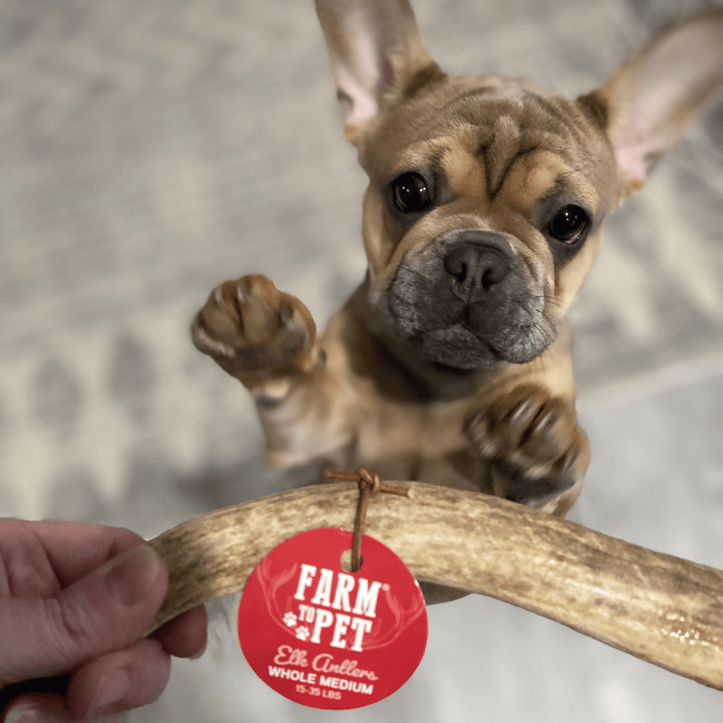 All-Natural Elk Antler Chews for Dogs