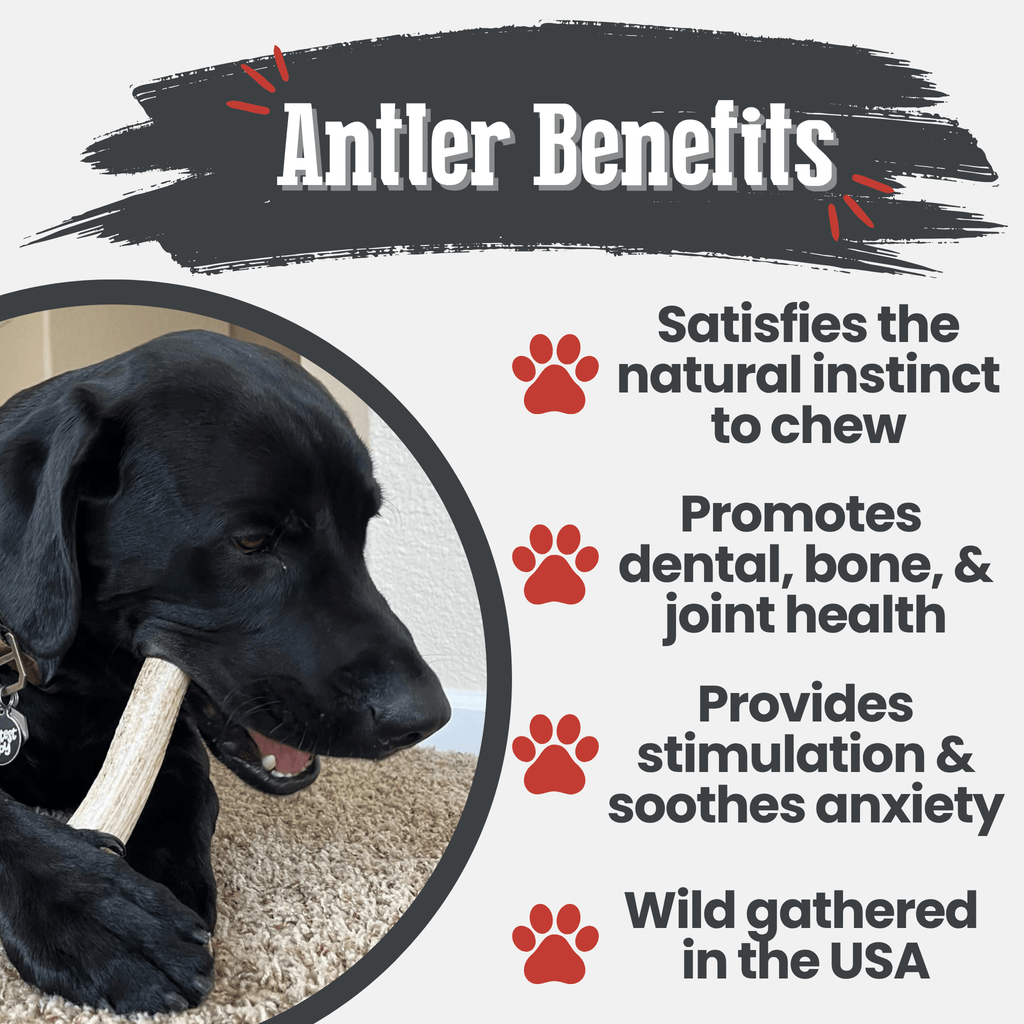 All-Natural Elk Antler Chews for Dogs