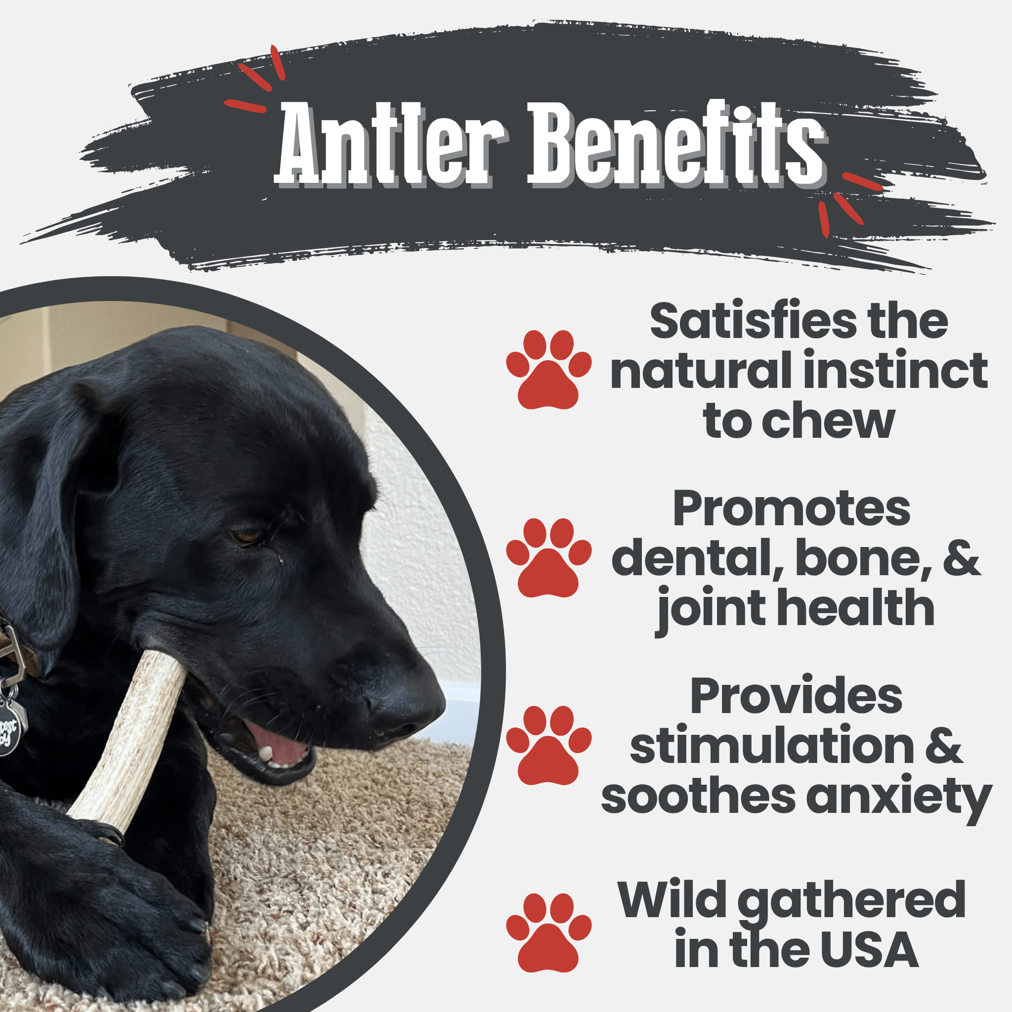 All-Natural Elk Antler Chews for Dogs