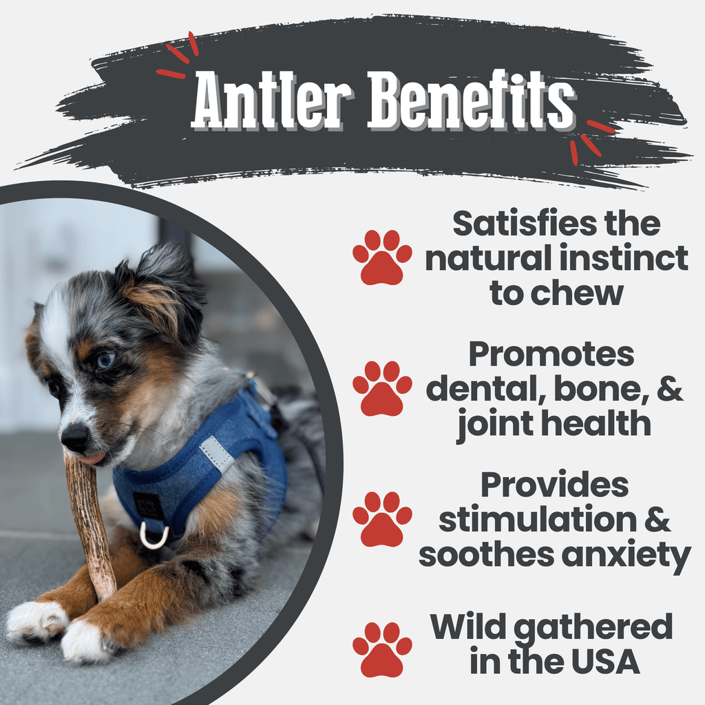 All-Natural Elk Antler Chews for Dogs
