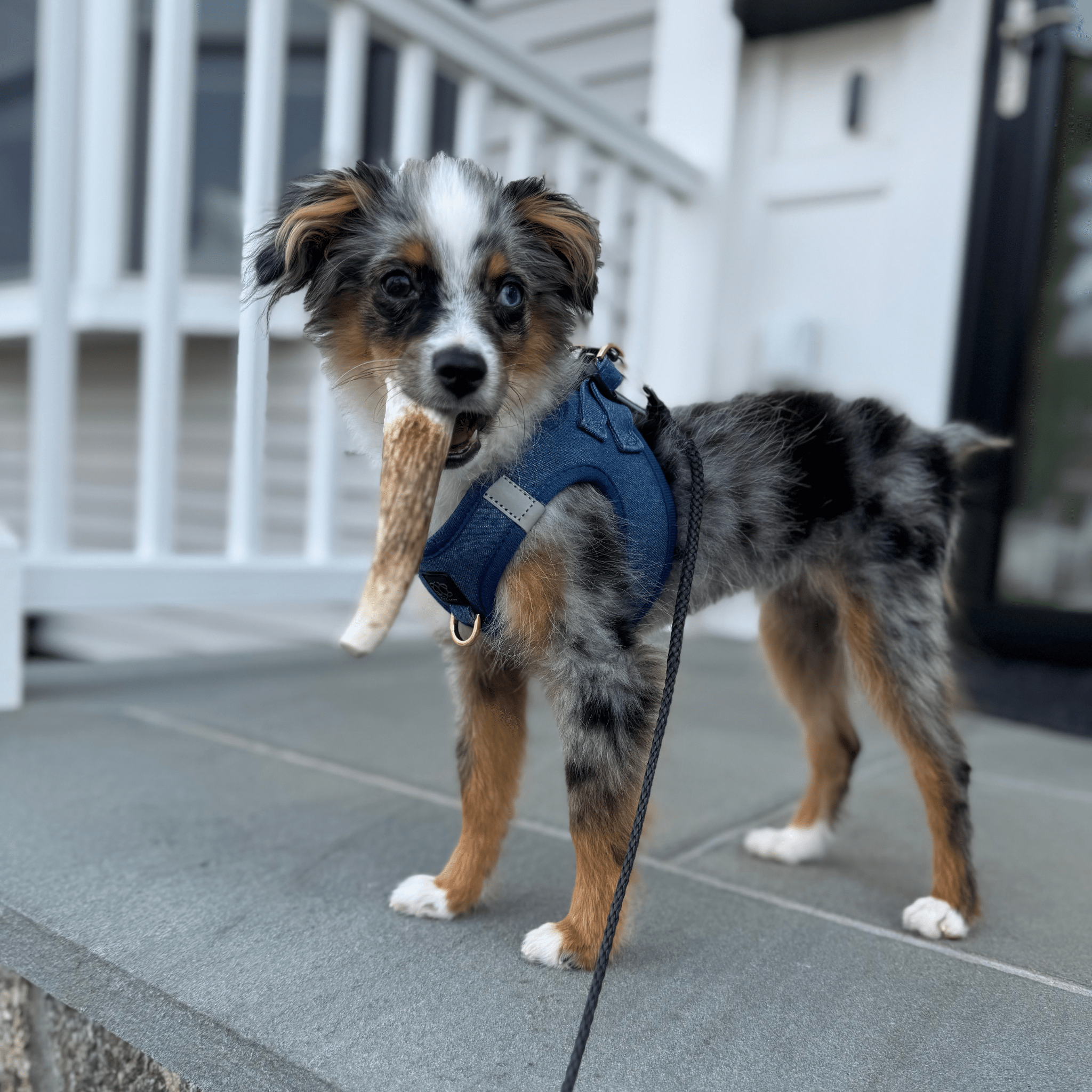 All-Natural Elk Antler Chews for Dogs