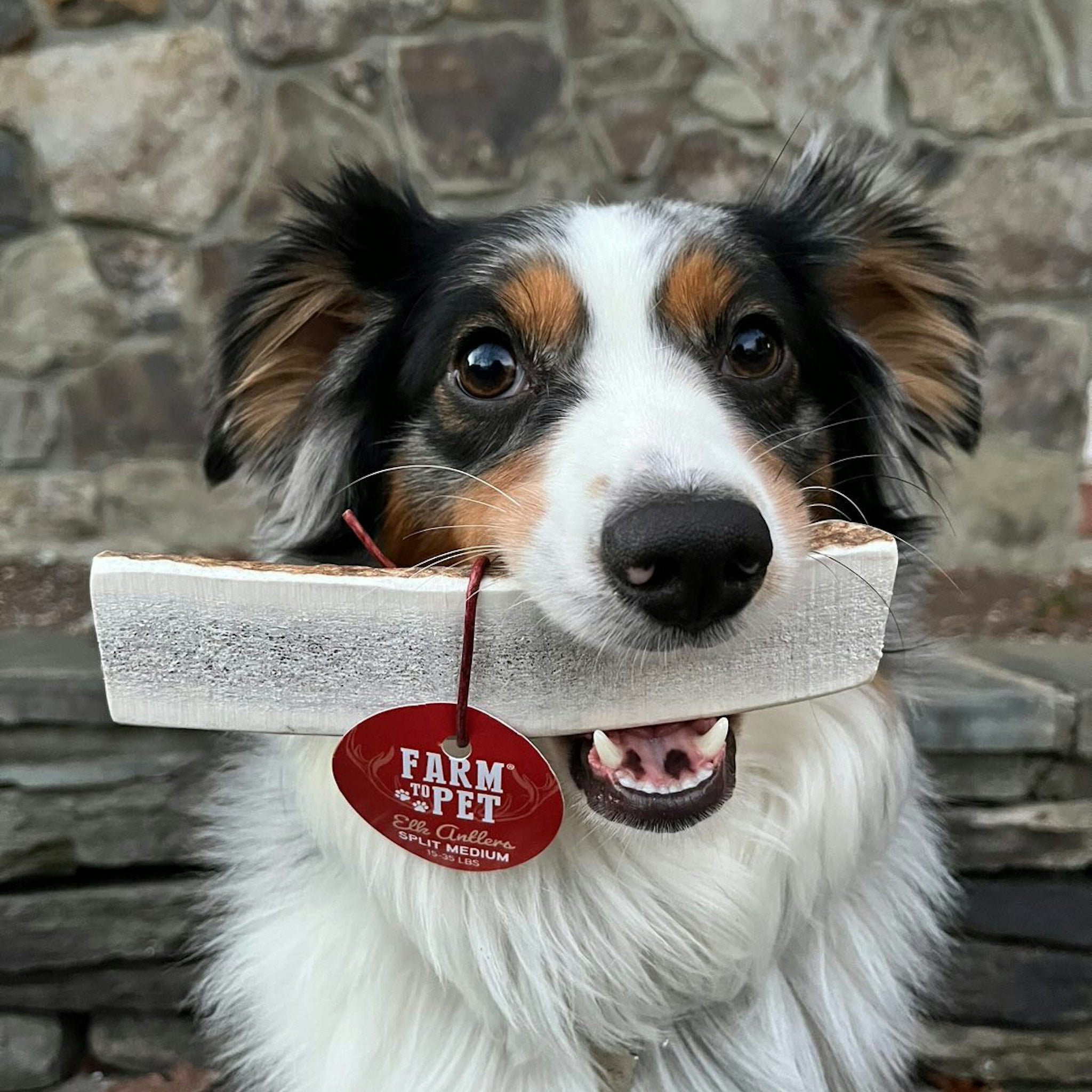 All-Natural Elk Antler Chews for Dogs