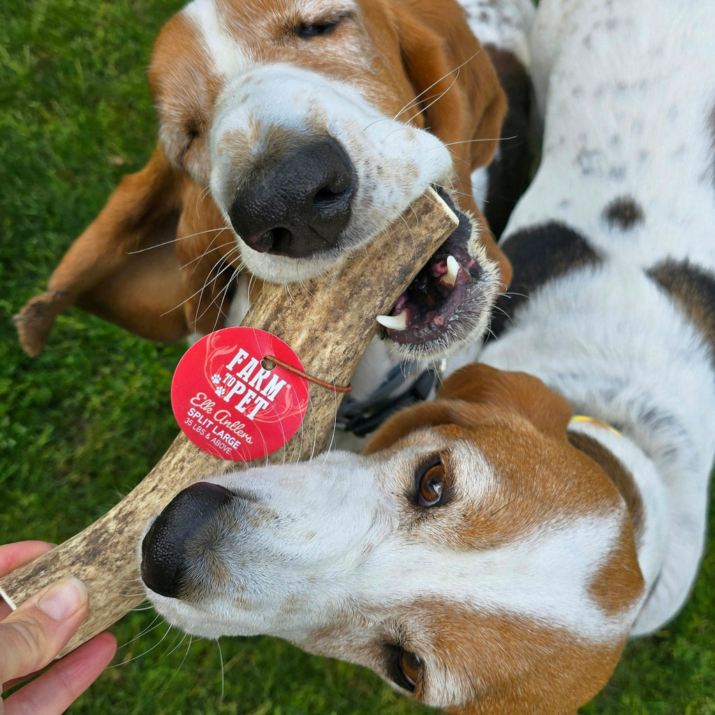 All-Natural Elk Antler Chews for Dogs