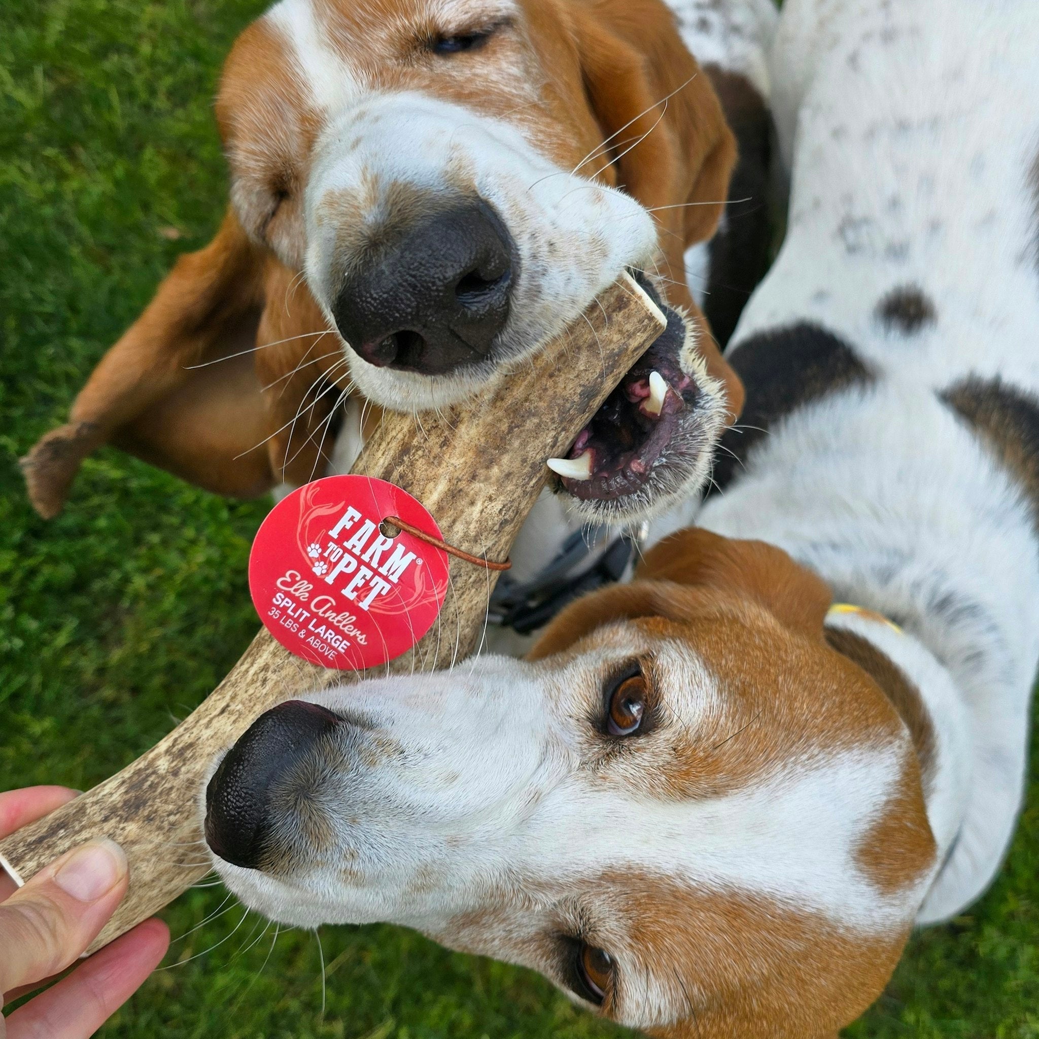 All-Natural Elk Antler Chews for Dogs