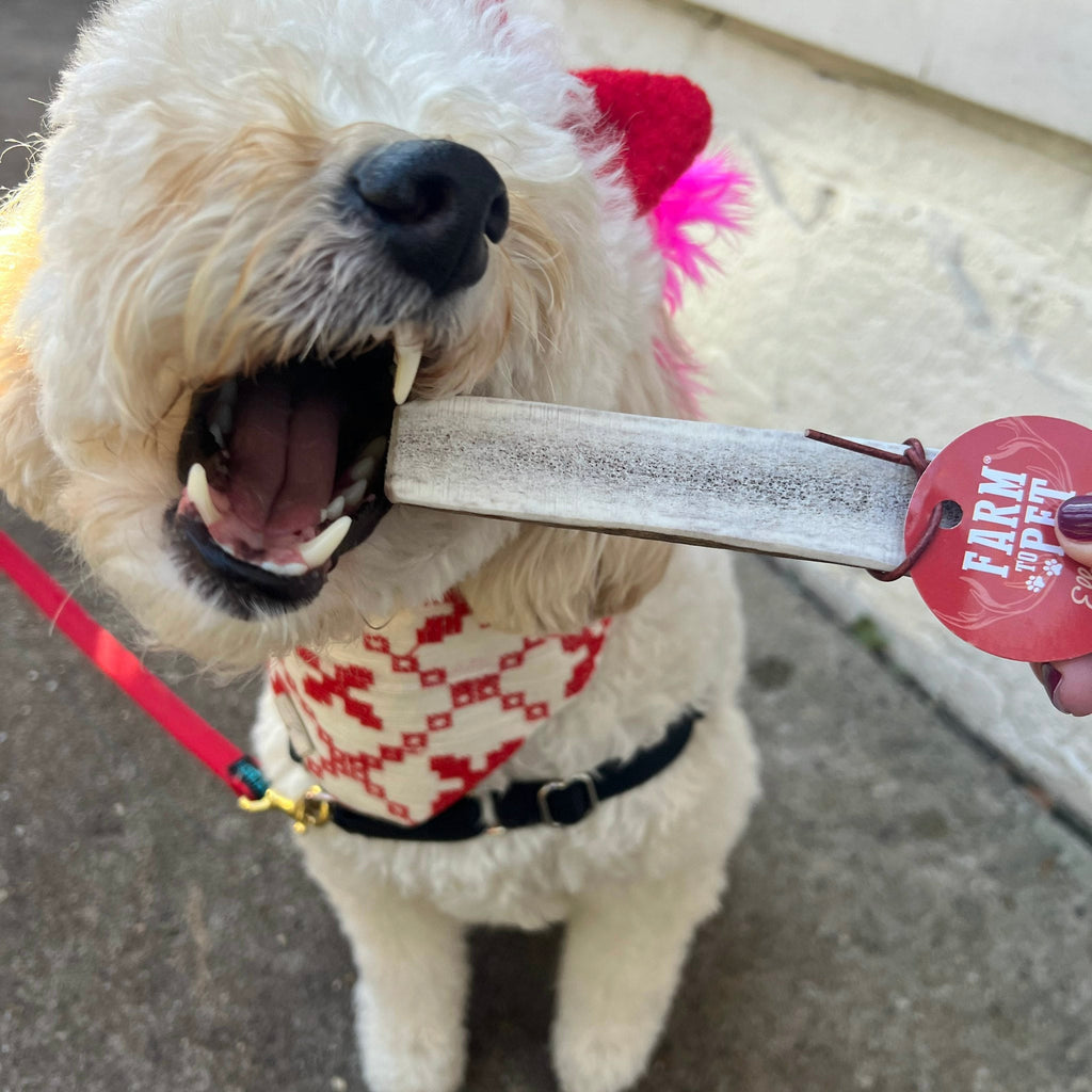All-Natural Elk Antler Chews for Dogs