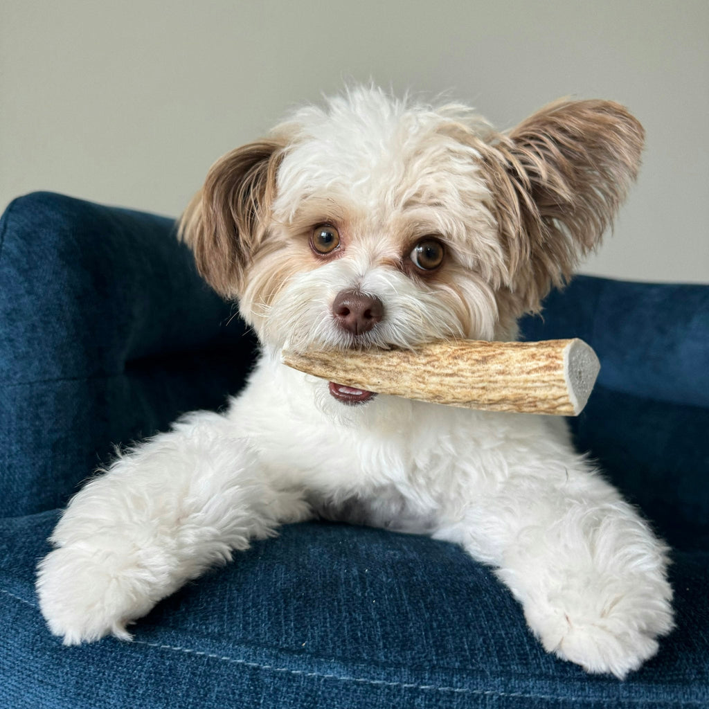 All-Natural Elk Antler Chews for Dogs