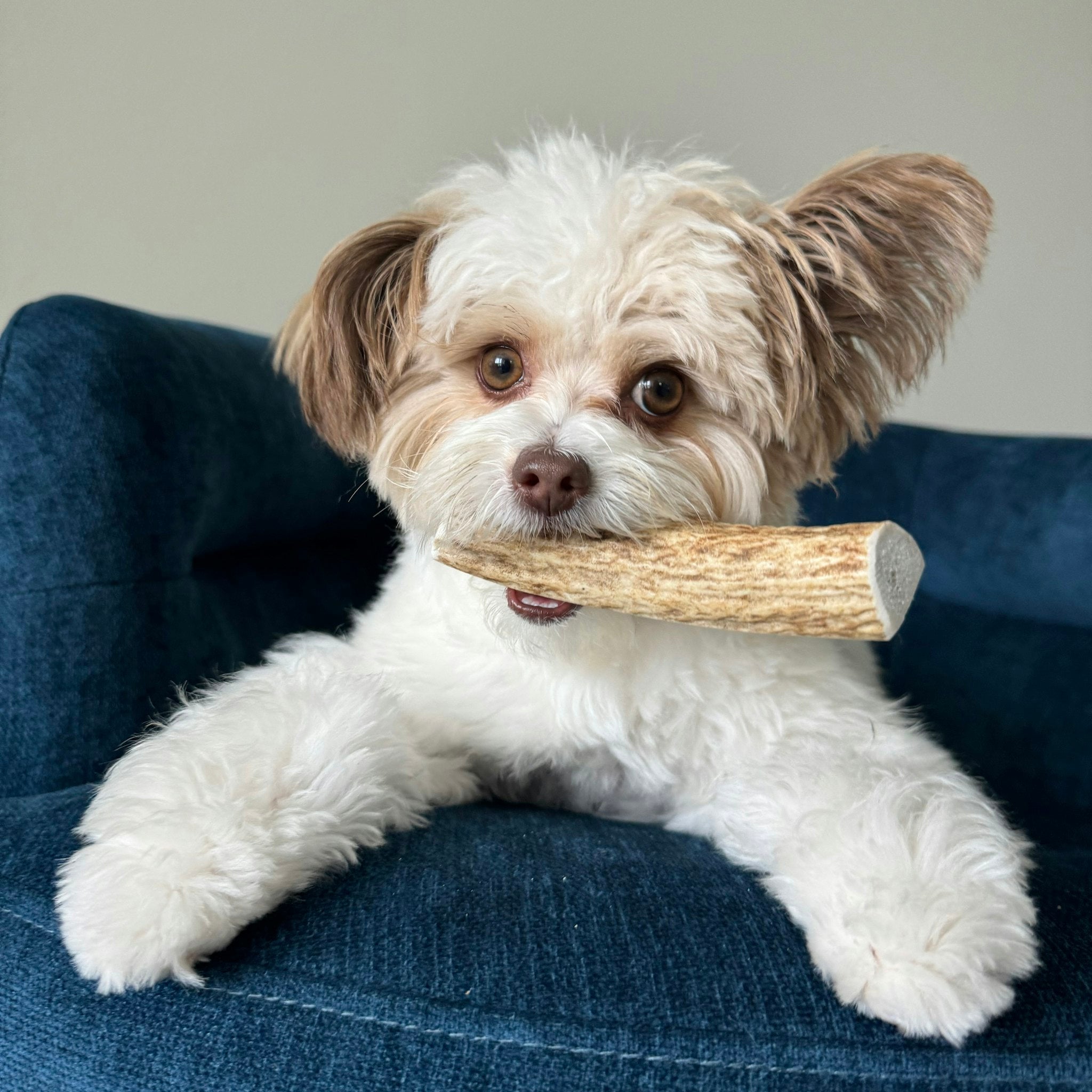 All-Natural Elk Antler Chews for Dogs