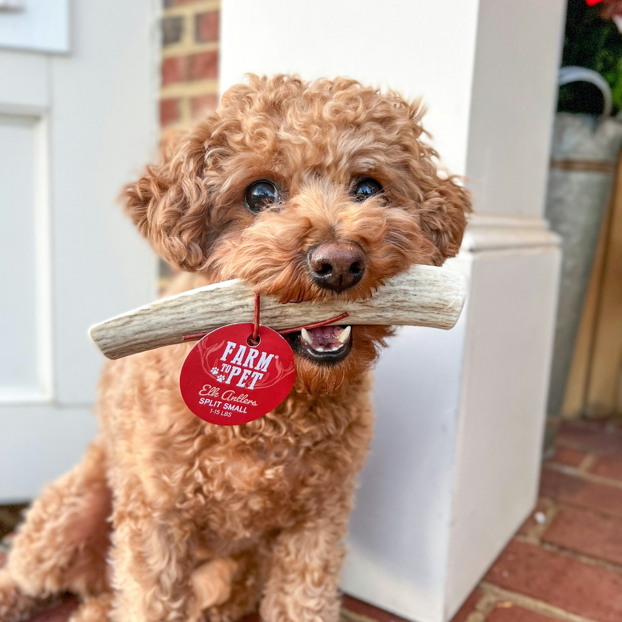 All-Natural Elk Antler Chews for Dogs