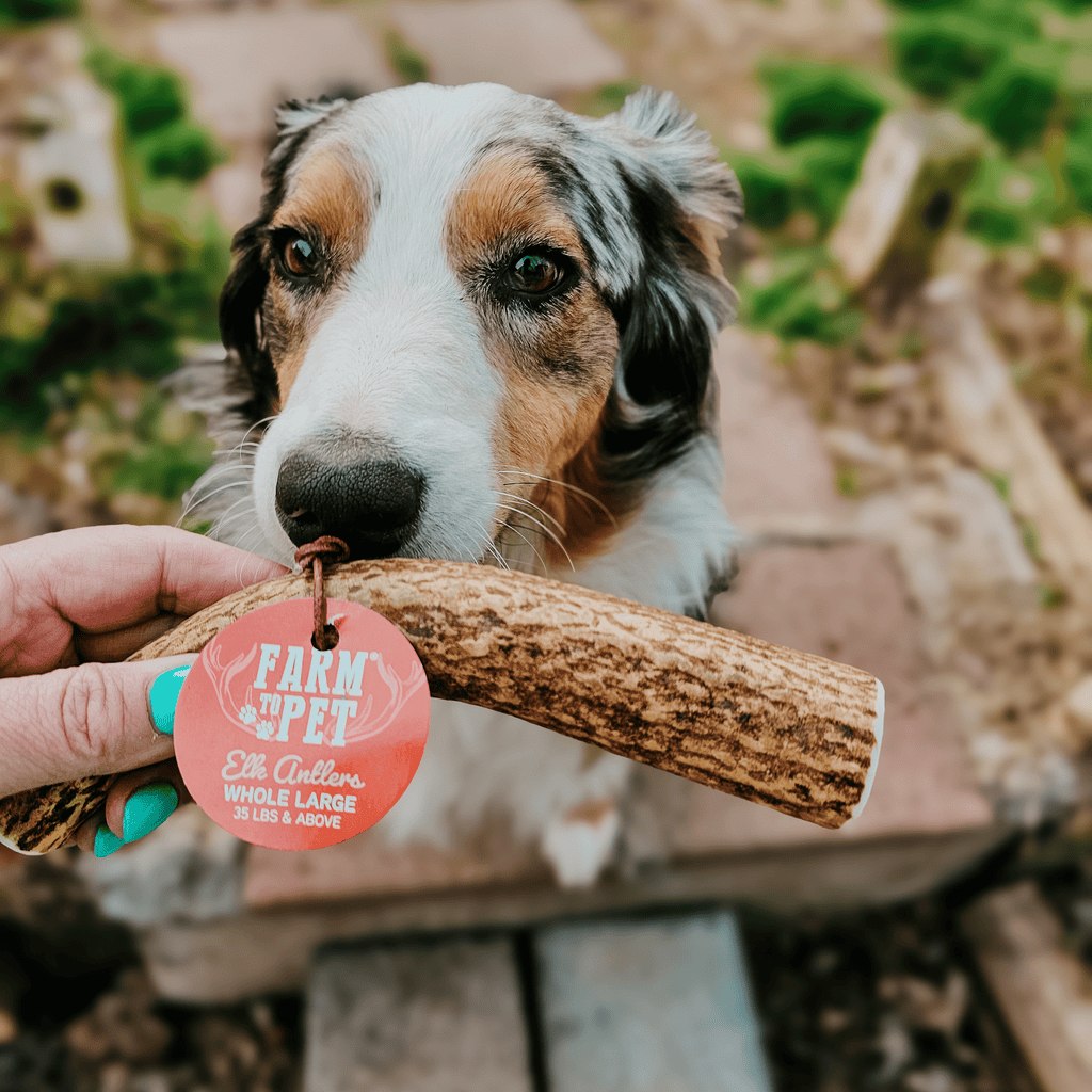 All-Natural Elk Antler Chews for Dogs