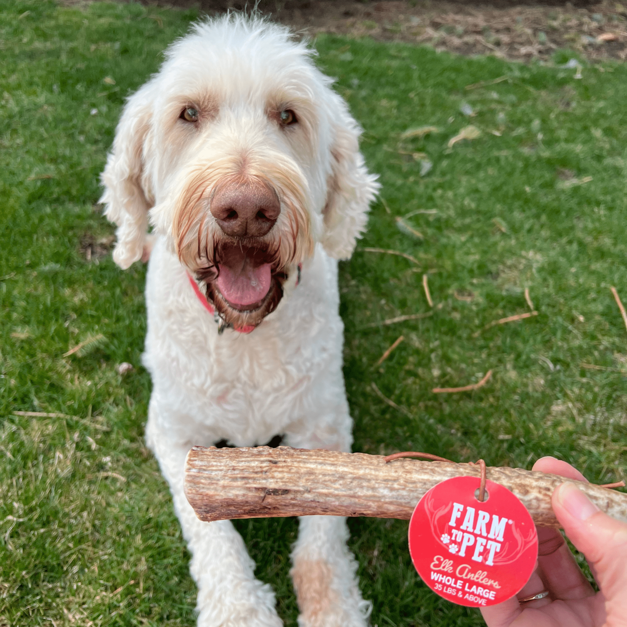 All-Natural Elk Antler Chews for Dogs
