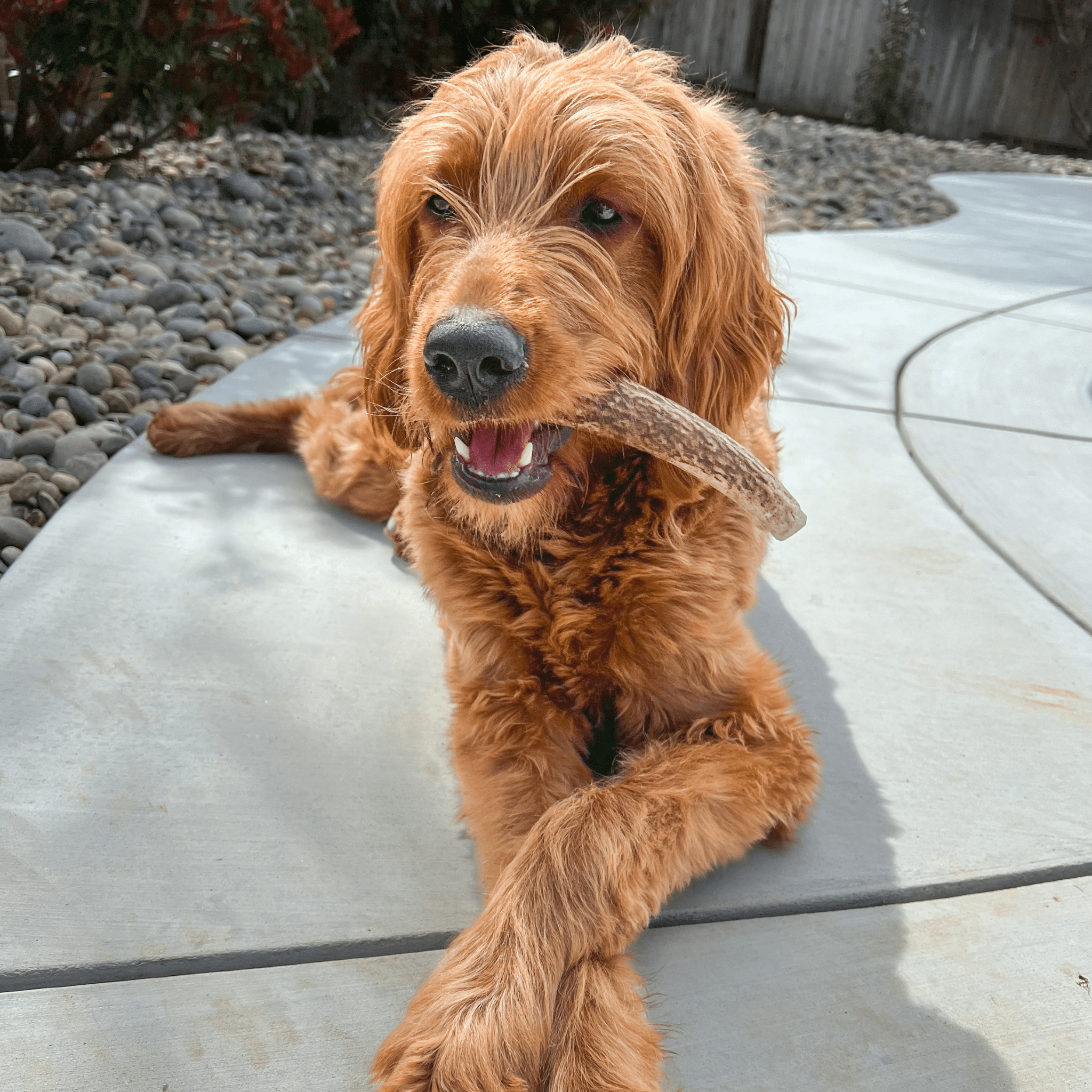 All-Natural Elk Antler Chews for Dogs