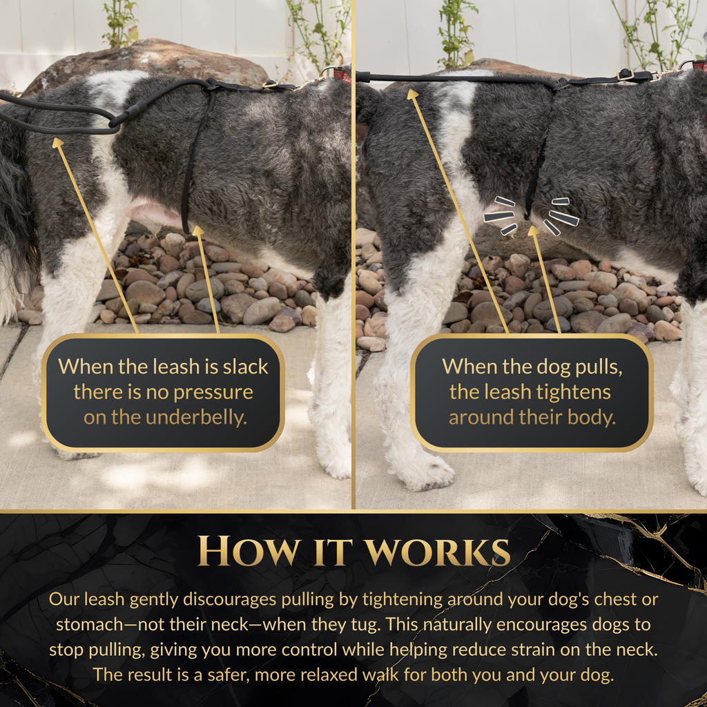 Hands-Free No-Pull Dog Leash