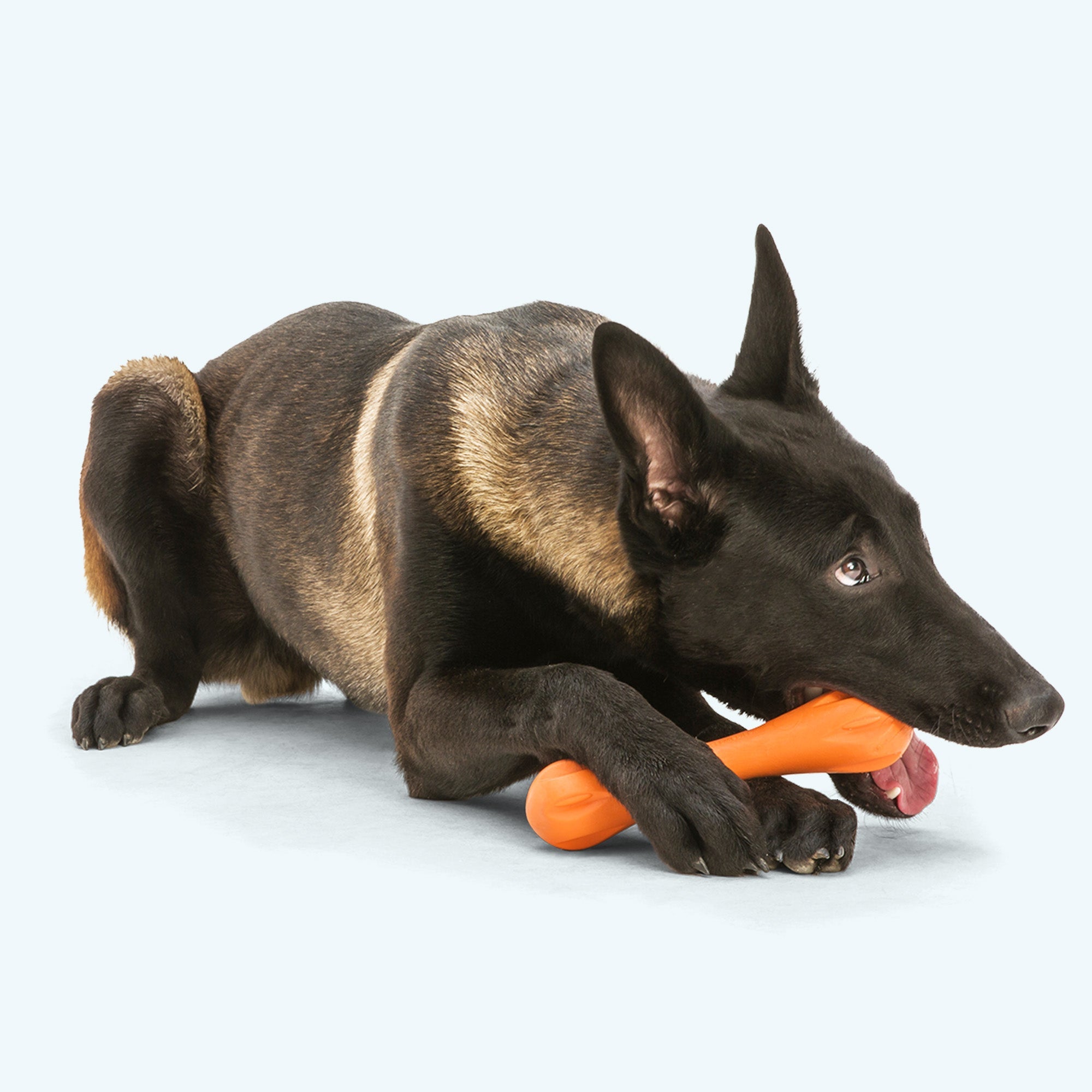 Hurley Durable Fetch Toy for Dogs