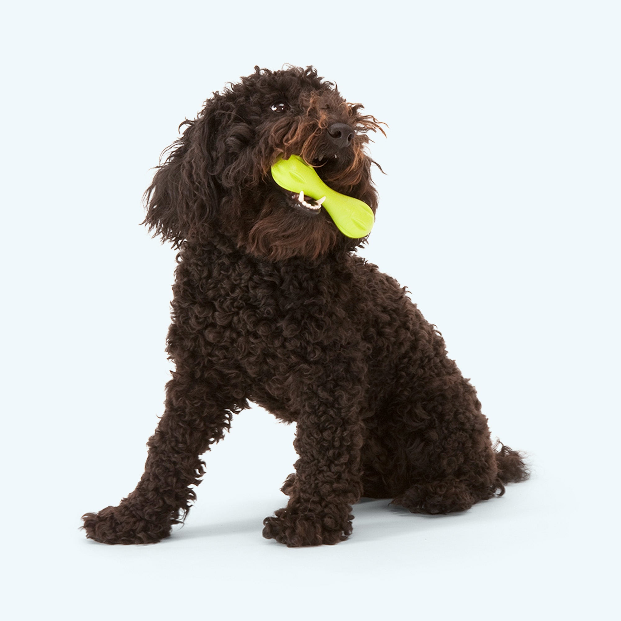 Hurley Durable Fetch Toy for Dogs