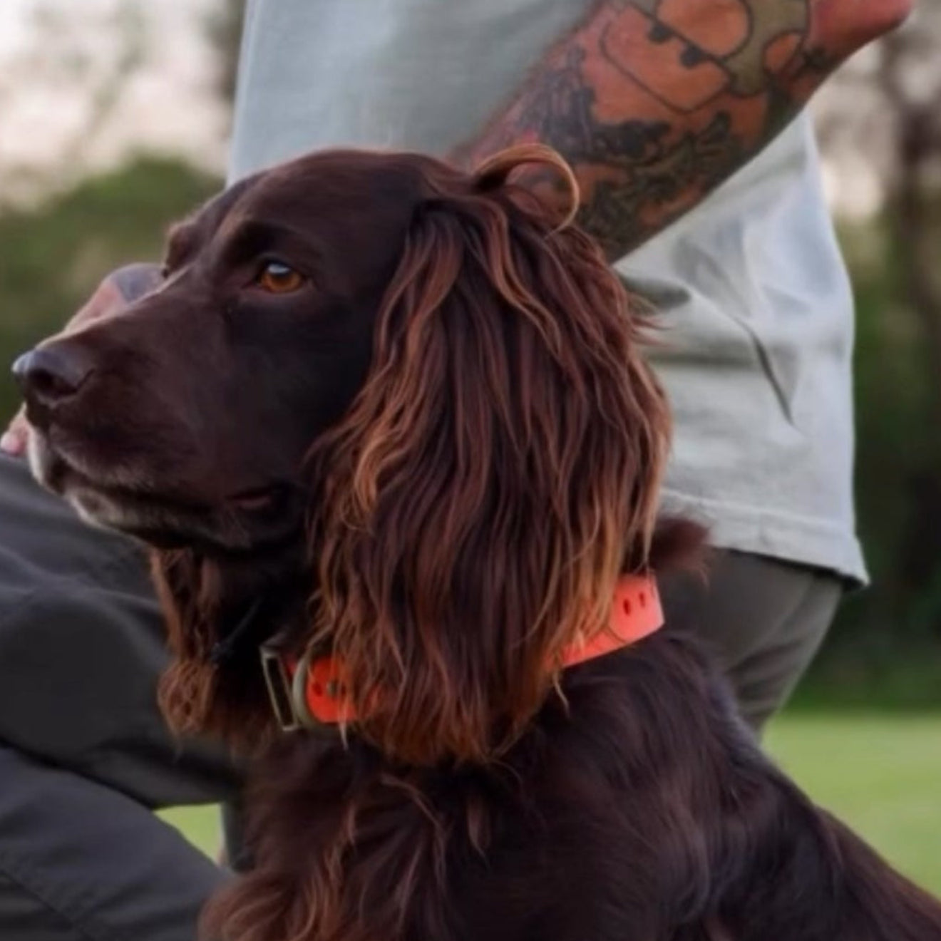 Field Dog Collar — Durable Everyday Collar