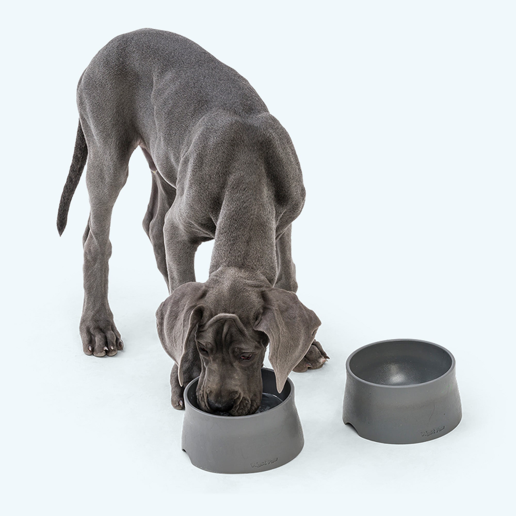 Non-Slip Pet Bowl for Dogs & Cats