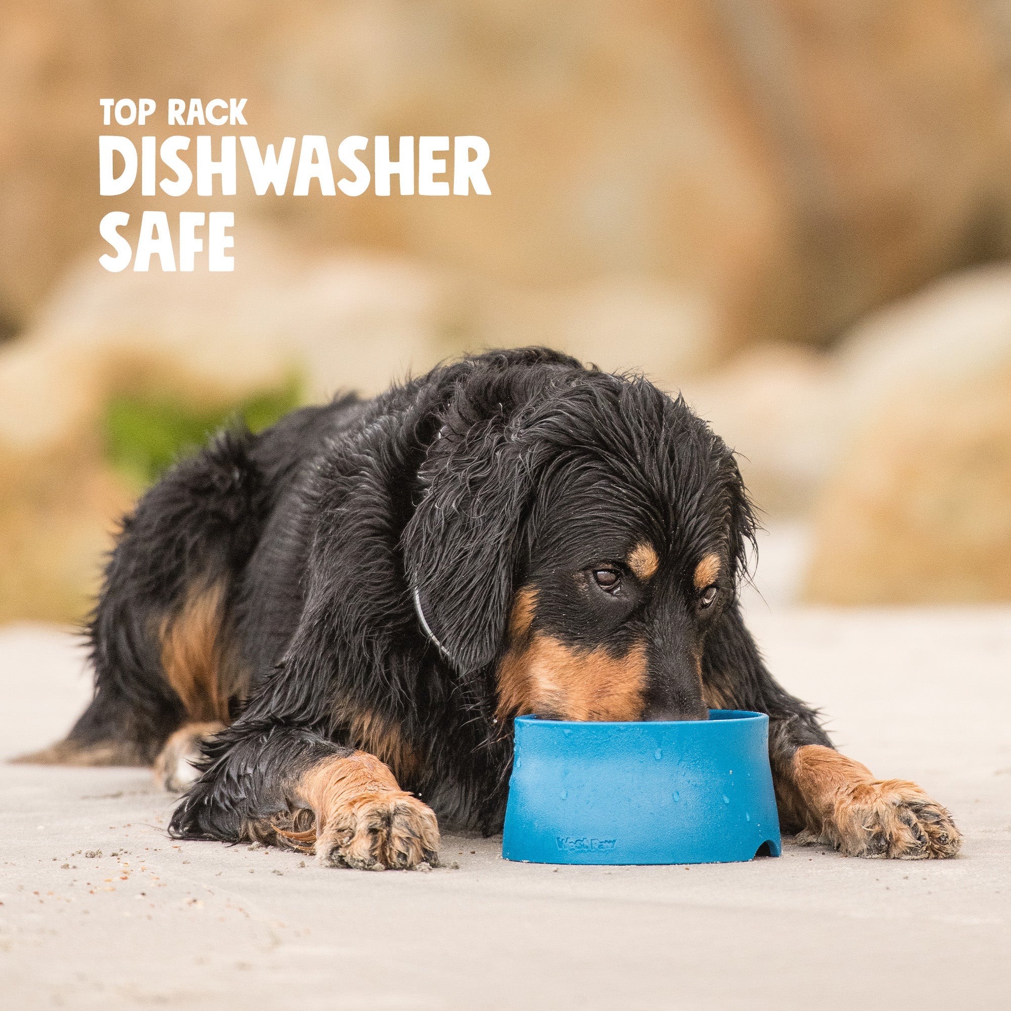 Non-Slip Pet Bowl for Dogs & Cats