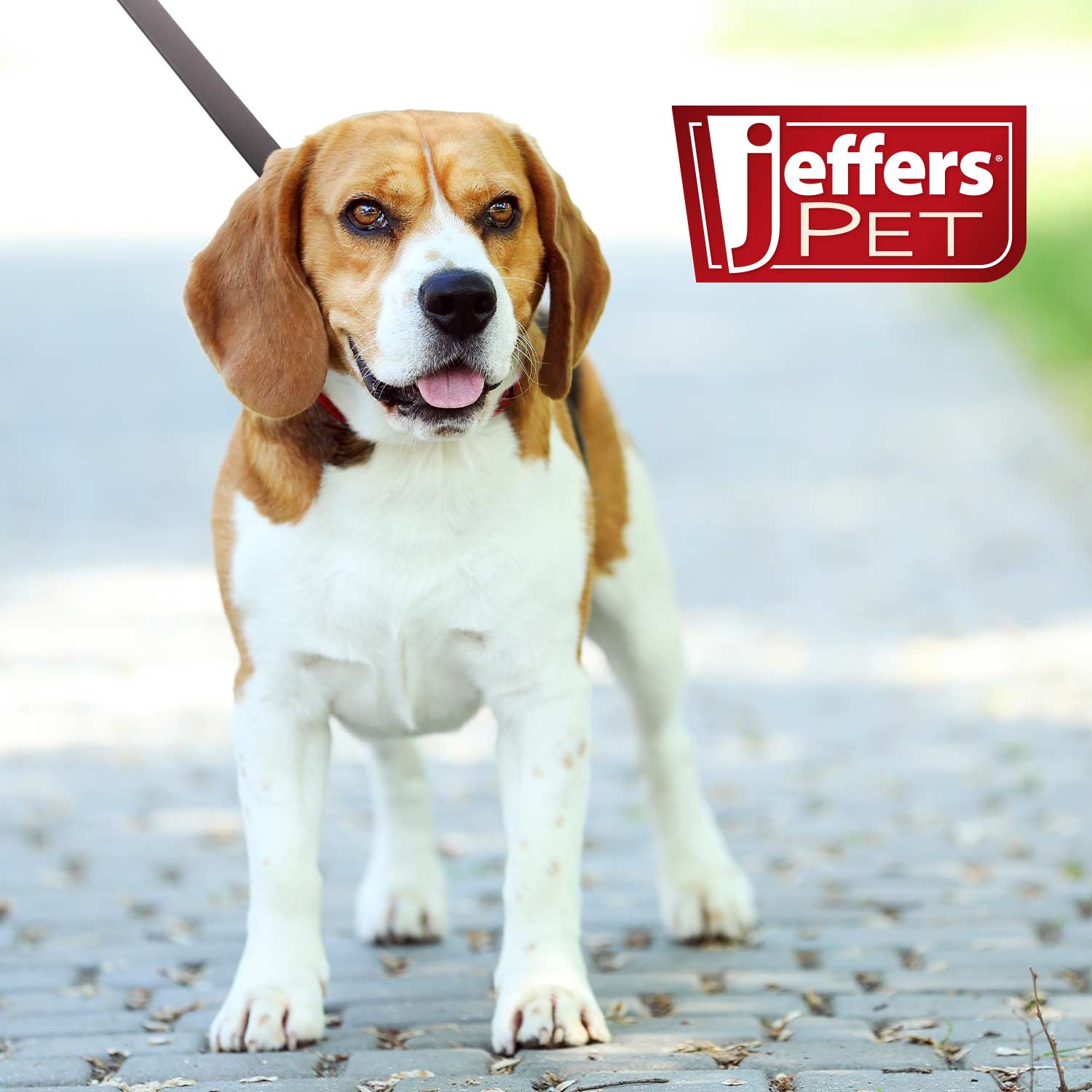Flat Leather Dog Leash with Hand Strap — 6 Feet