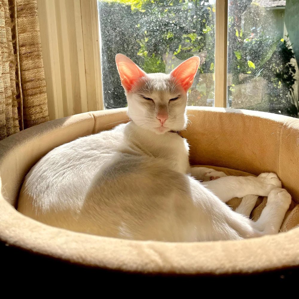 Heated Indoor Cat Bed — Safe, Energy-Efficient & Washable