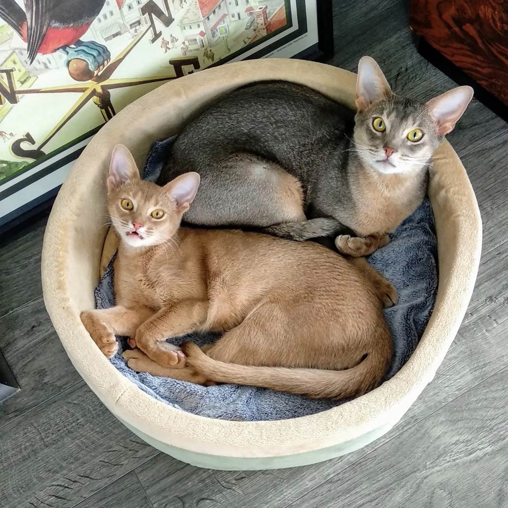 Heated Indoor Cat Bed — Safe, Energy-Efficient & Washable