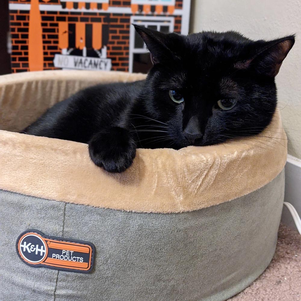 Heated Indoor Cat Bed — Safe, Energy-Efficient & Washable